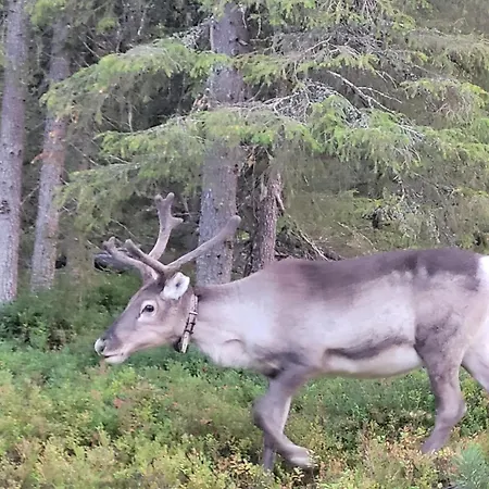 Vuosselin Tähti Ruka